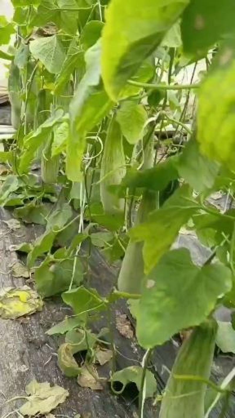山东潍坊温棚羊角蜜甜瓜上市，实力代办代收诚信合作