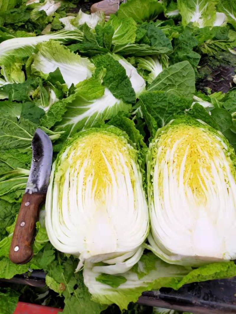 精神黄心白菜，精品玲珑黄白菜