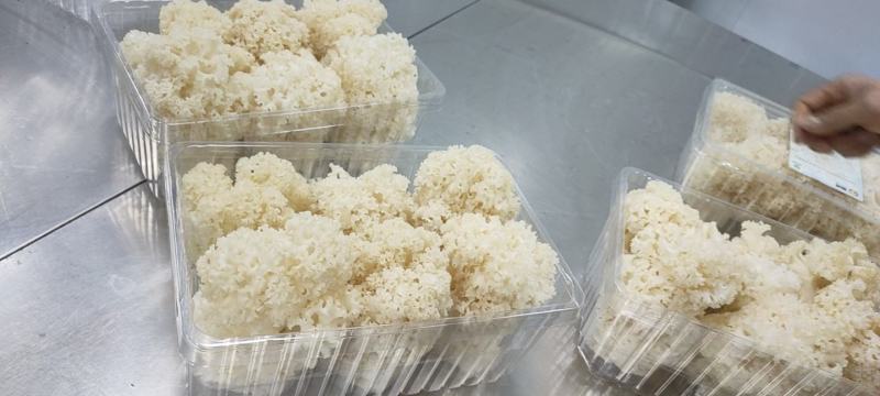 绣球菌