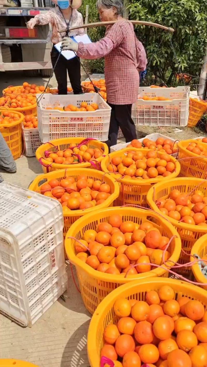 广西沃柑供应超市电商批发市场全国发货