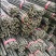 菜架竹竹竿精品2.5米至3米豆角架西红柿