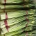 富平头茬红帽蒜苔白长鲜嫩不泡水每天新鲜采摘