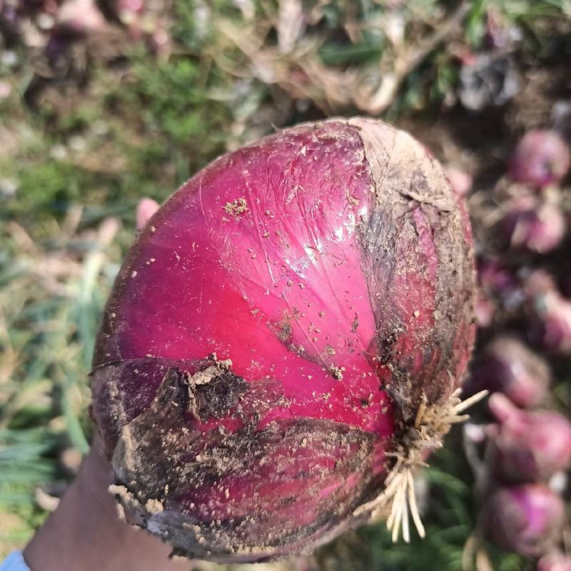 洋葱精品洋葱紫皮洋葱云南洋葱二红基地直供