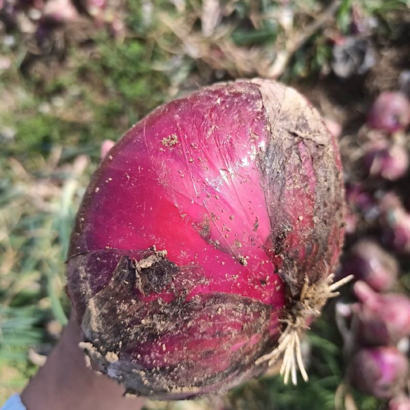 洋葱精品洋葱紫皮洋葱云南洋葱二红基地直供