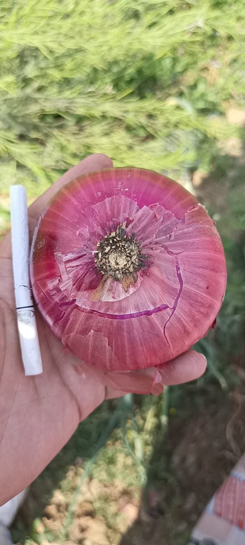 洋葱精品洋葱紫皮洋葱云南洋葱二红基地直供