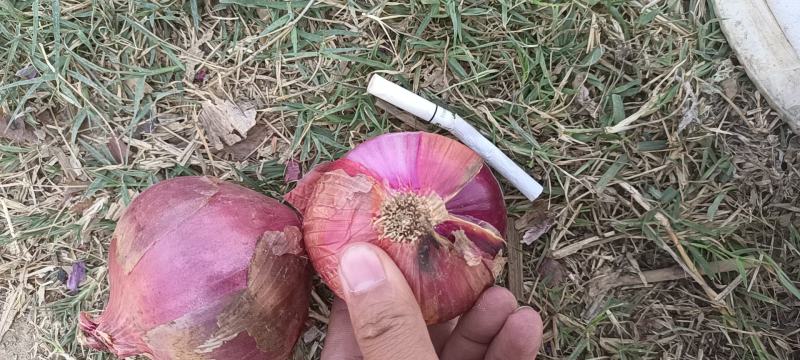 洋葱精品洋葱紫皮洋葱云南洋葱二红基地直供