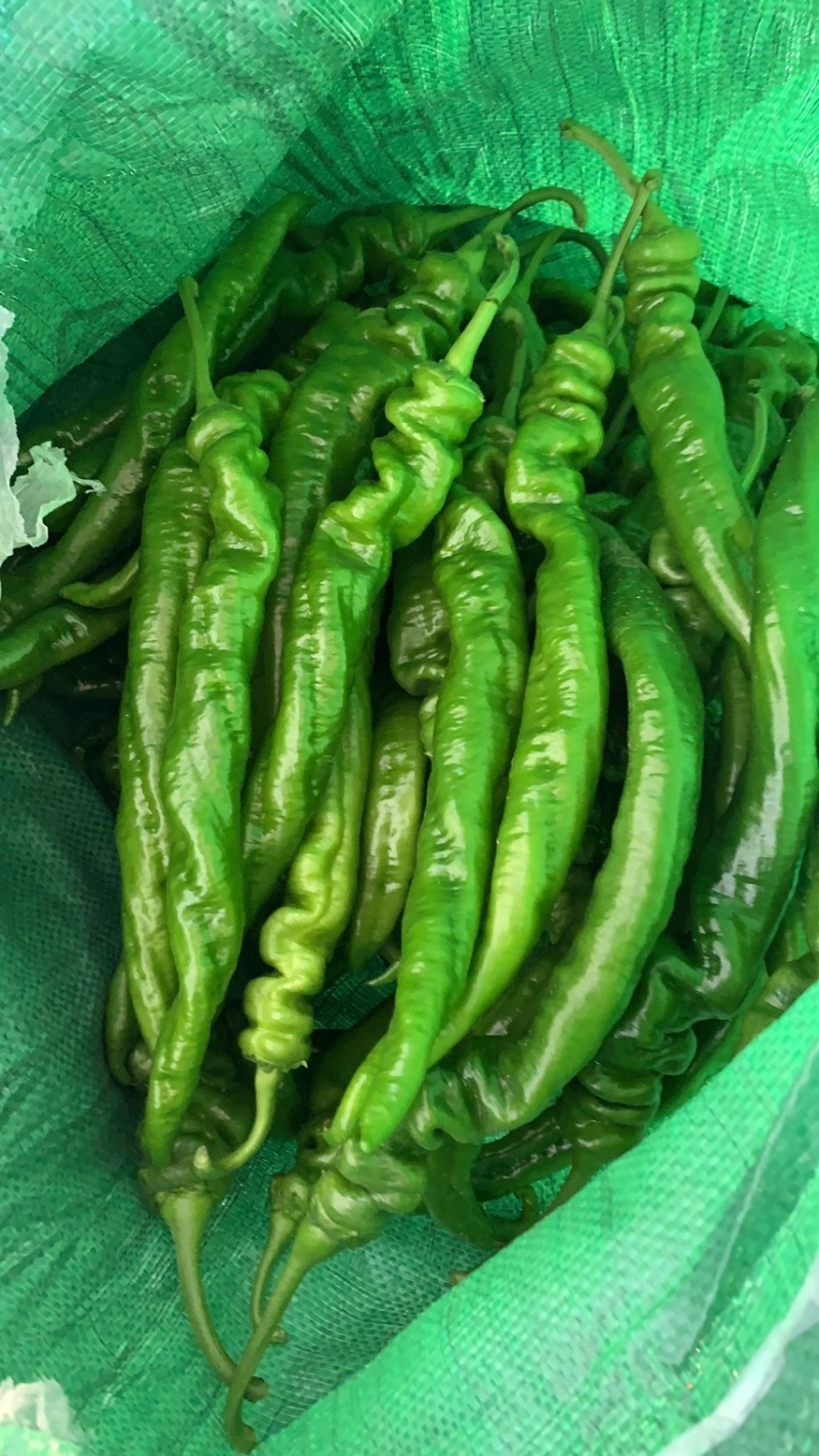 螺丝椒，陇椒，大螺丝椒，大量上市，欢迎客商来电咨询