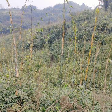 巨黄竹