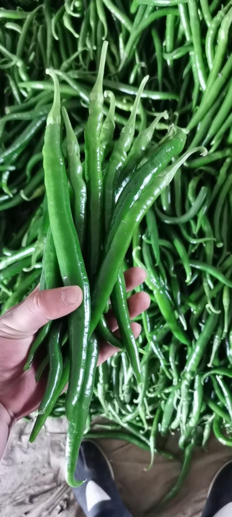 线椒，川椒，大量上市中，各种辣椒🌶️。