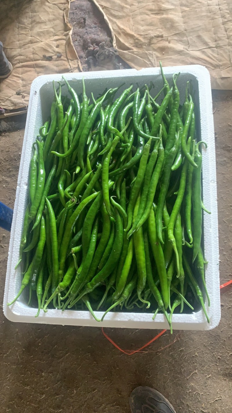 线椒，川椒，大量上市中，各种辣椒🌶️。