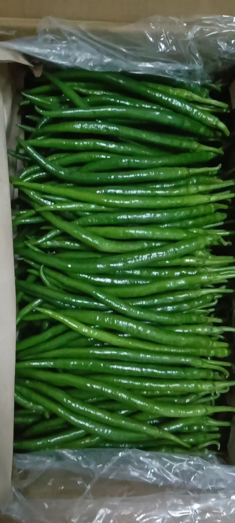 线椒，川椒，大量上市中，各种辣椒🌶️。