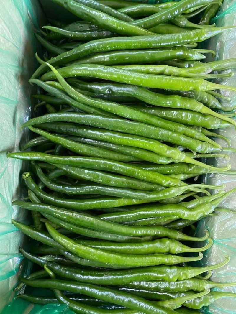 线椒，川椒，大量上市中，各种辣椒🌶️。