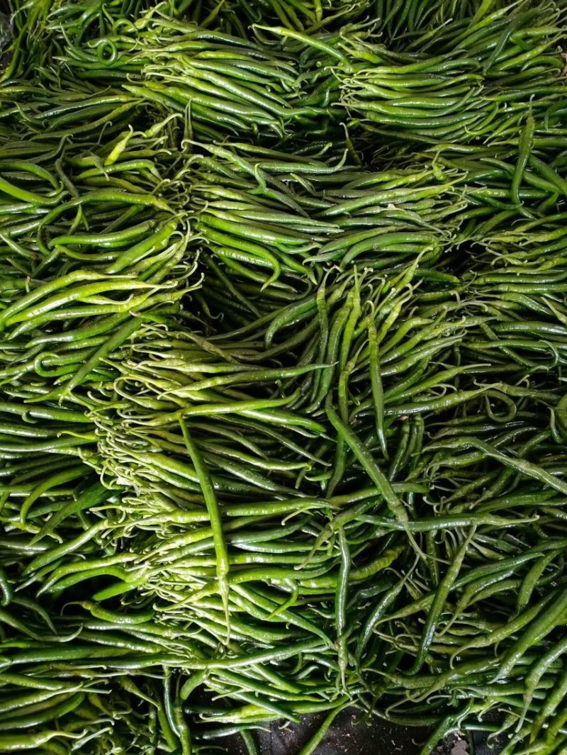 线椒，川椒，大量上市中，各种辣椒🌶️。
