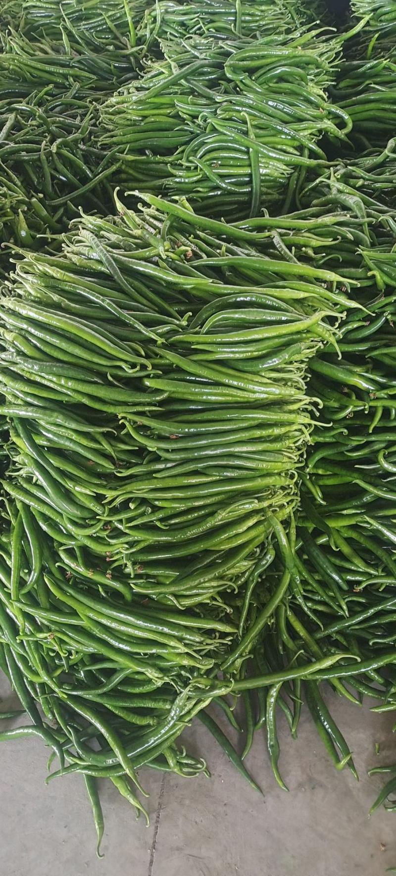 线椒，川椒，大量上市中，各种辣椒🌶️。
