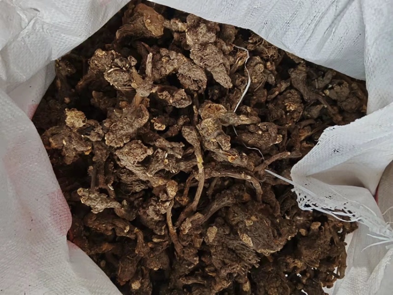 野生北苍术、纯野生北苍术。符合国家药典标准高含量！
