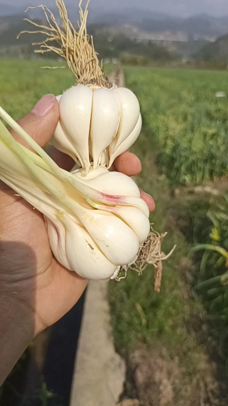 云南紫皮大蒜大量上市产地直发量大从优欢迎来电