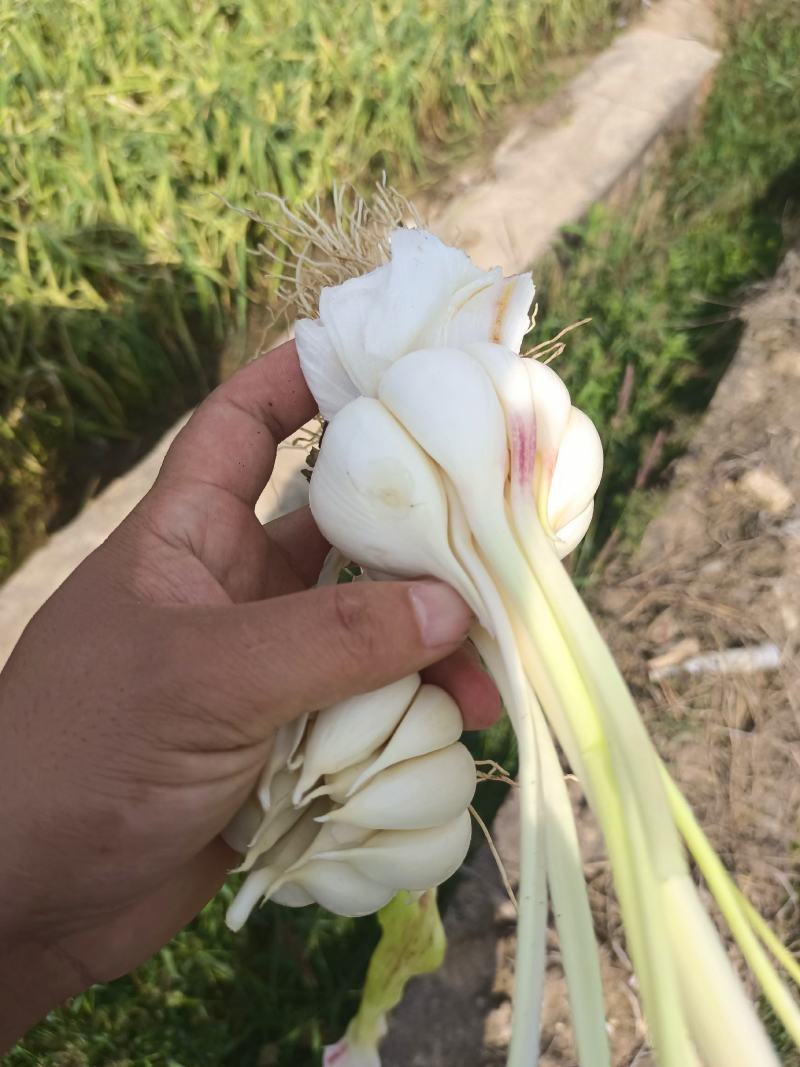 云南紫皮大蒜大量上市产地直发量大从优欢迎来电