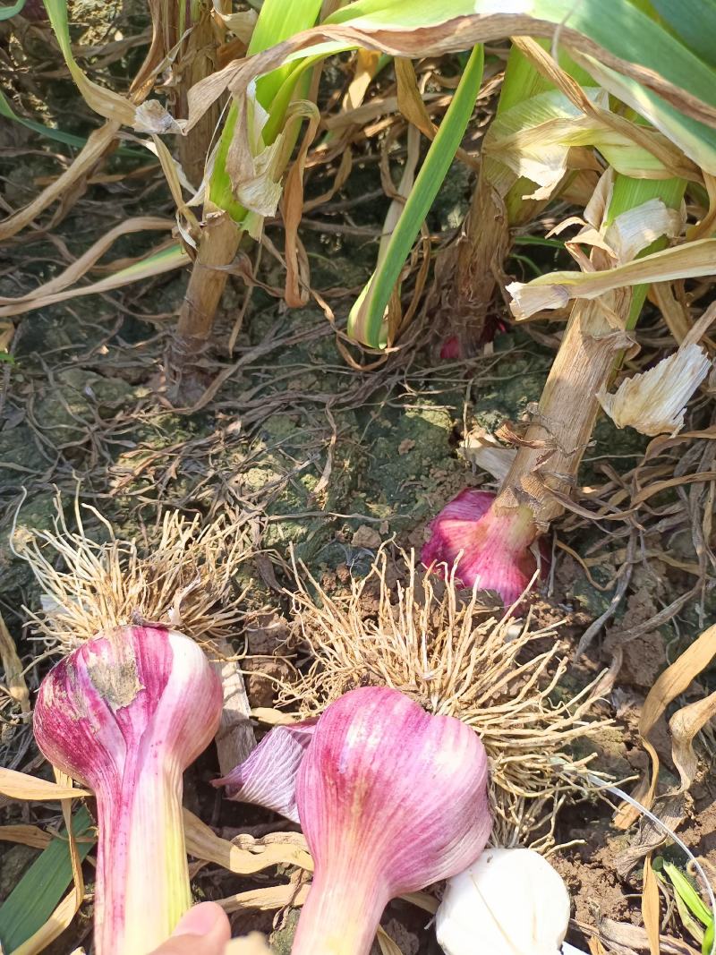 云南紫皮大蒜大量上市产地直发量大从优欢迎来电