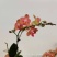 卡诺香花2.8寸一件24株15元一株都有花苞品质非常漂亮