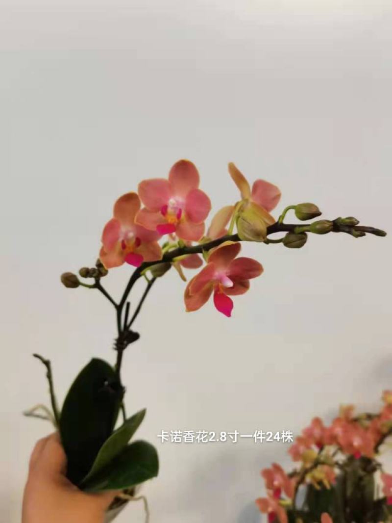 卡诺香花2.8寸一件24株15元一株都有花苞品质非常漂亮