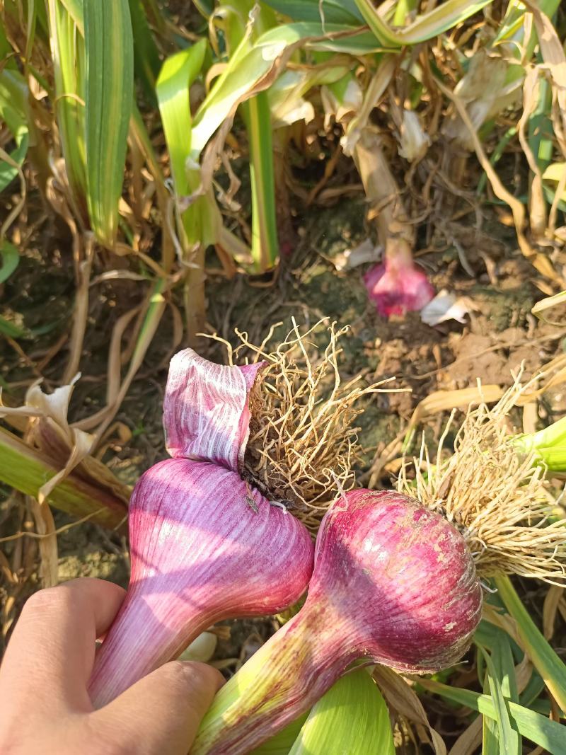 云南紫皮大蒜大量上市产地直发量大从优欢迎来电