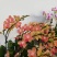 卡诺香花2.8寸一件24株15元一株都有花苞品质非常漂亮