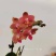卡诺香花2.8寸一件24株15元一株都有花苞品质非常漂亮