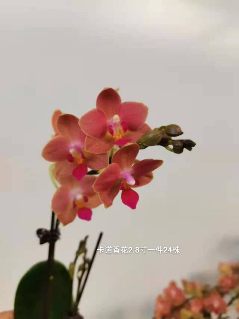 卡诺香花2.8寸一件24株15元一株都有花苞品质非常漂亮