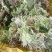 四川大凉山高海拔地区特粗的水苔现釆现发