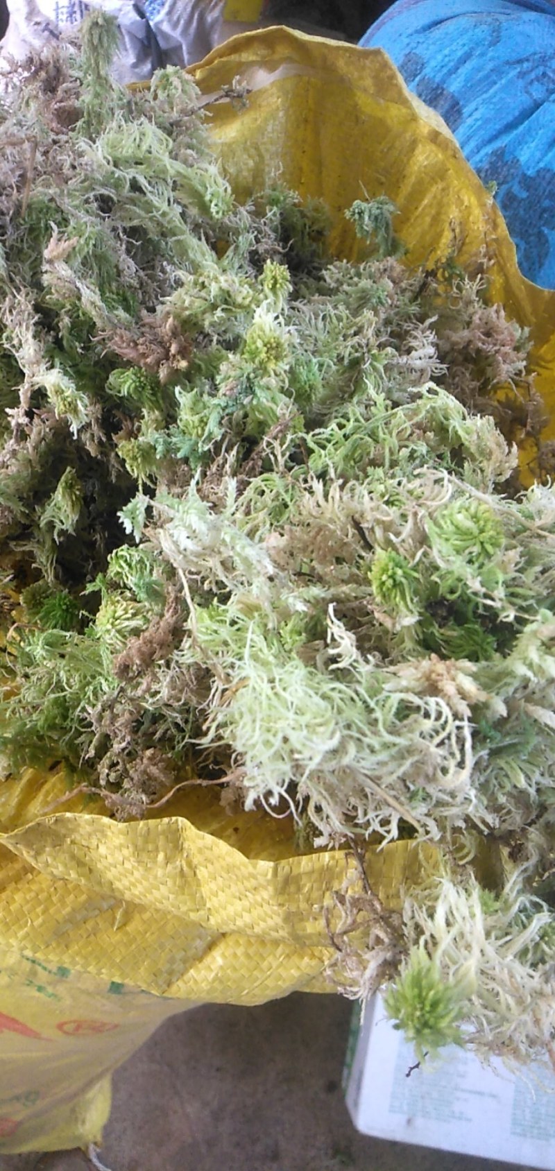 四川大凉山高海拔地区特粗的水苔现釆现发