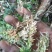 四川大凉山高海拔地区特粗的水苔现釆现发