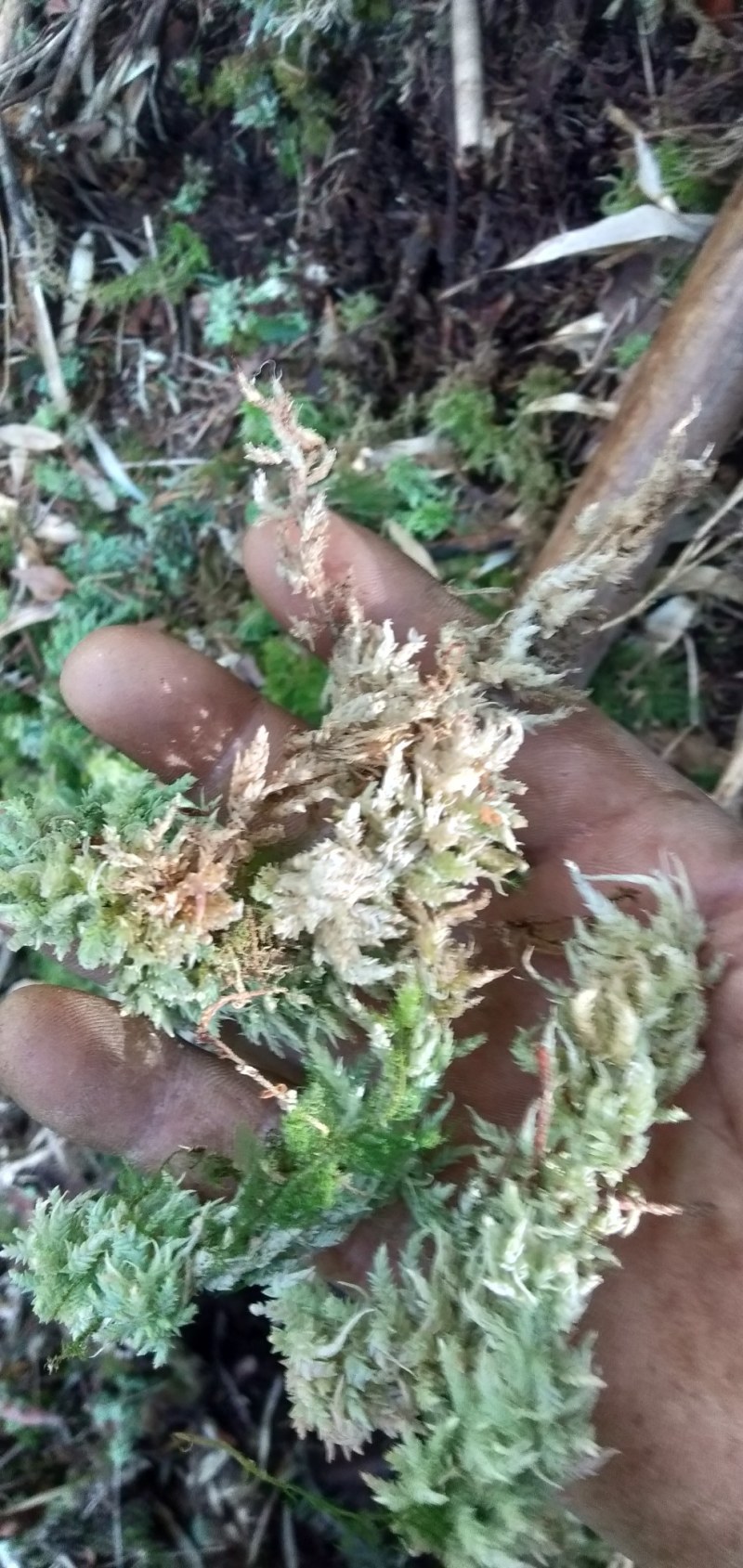 四川大凉山高海拔地区特粗的水苔现釆现发