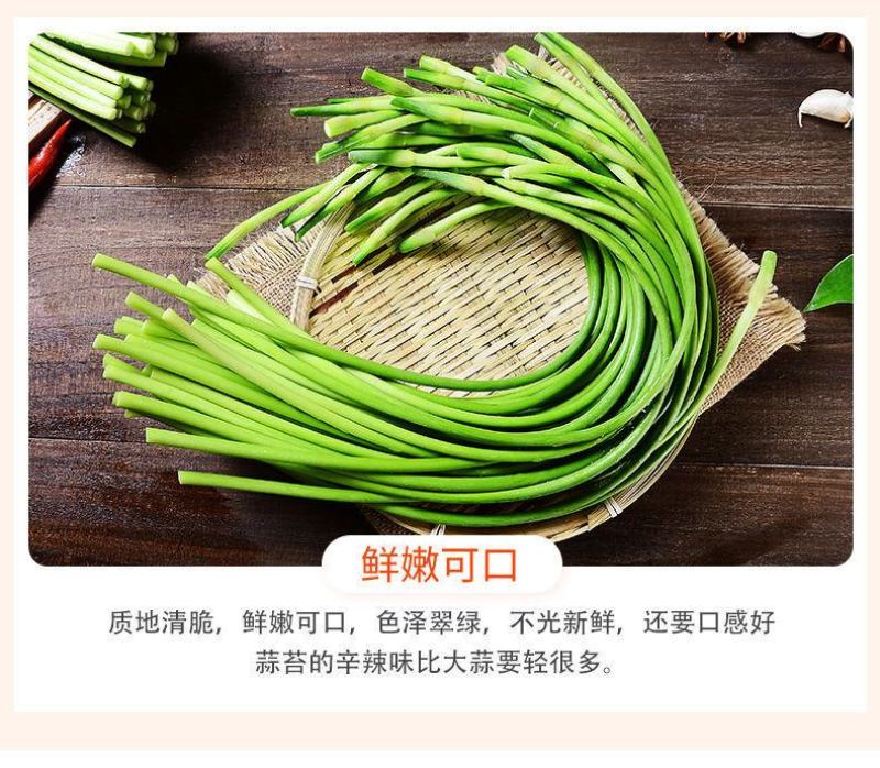 一件代发23年新鲜蒜苔新鲜蒜薹批发1斤3斤蒜苔嫩红帽蒜苔