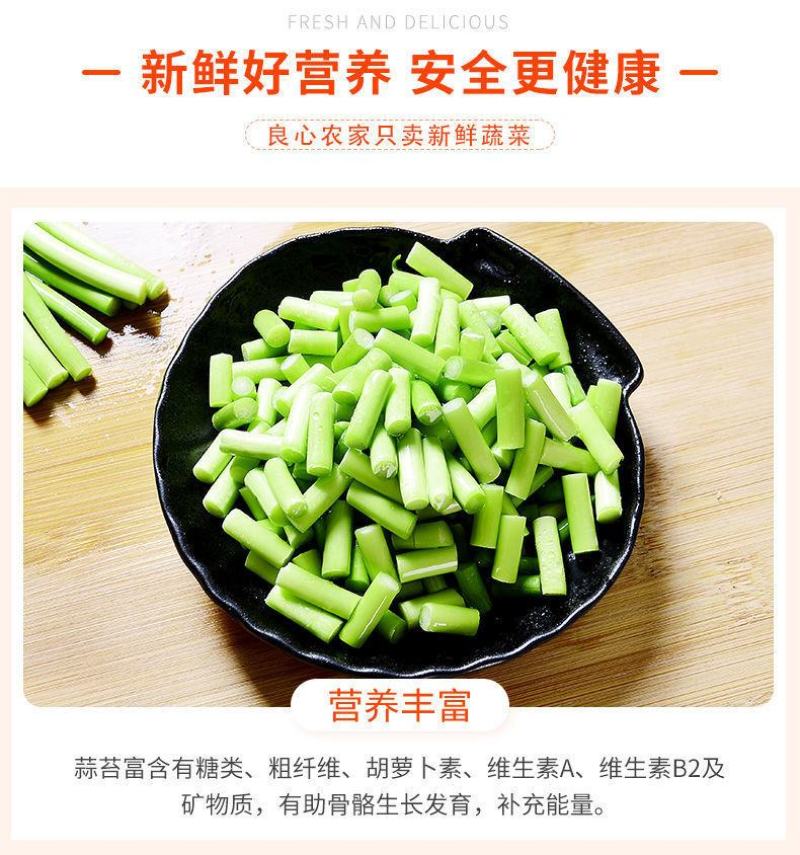 一件代发23年新鲜蒜苔新鲜蒜薹批发1斤3斤蒜苔嫩红帽蒜苔