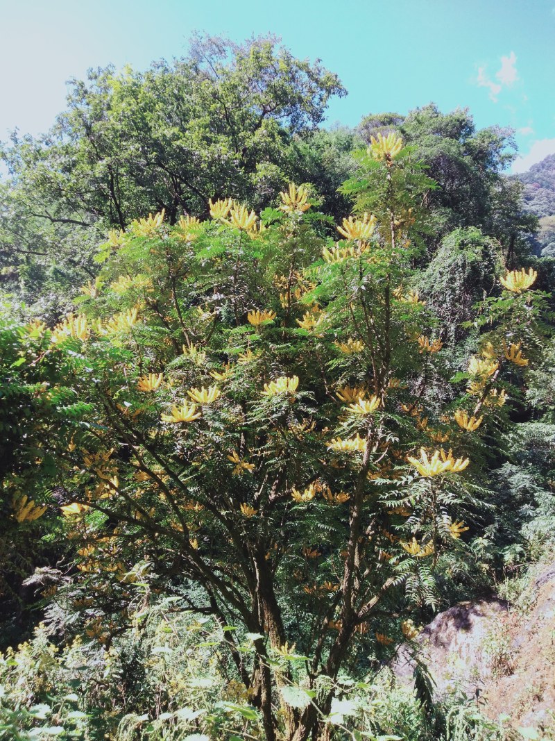 黄连十大功劳，功劳木四川凉山产地一手货源。