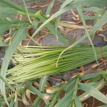 蒜苔有货