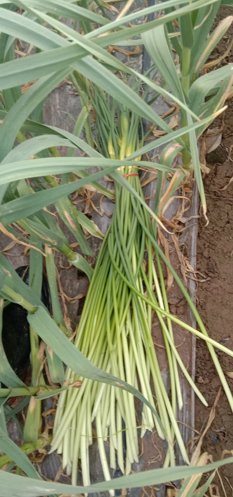 蒜苔有货