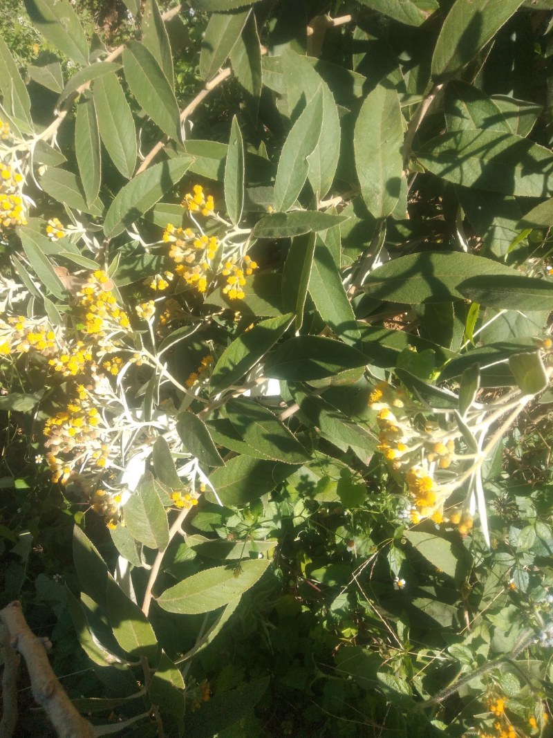 羊耳菊白牛胆白面风白蒋军产地四川凉山野生一手货源