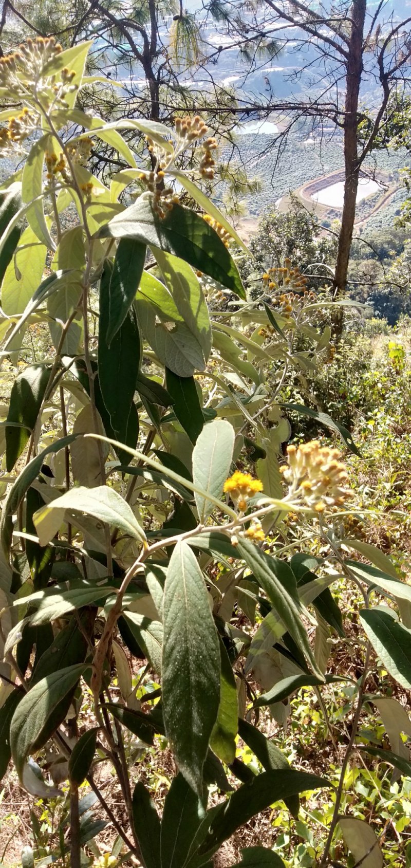 羊耳菊白牛胆白面风白蒋军产地四川凉山野生一手货源
