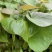 蜜薯哈蜜紫薯济薯26济薯25西瓜红玛莎丽