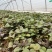 蜜薯哈蜜紫薯济薯26济薯25西瓜红玛莎丽