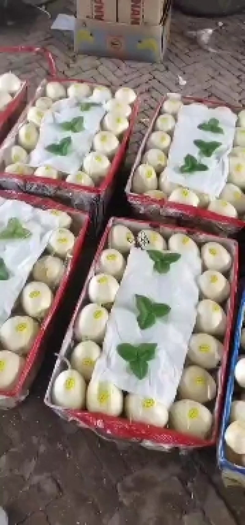 黑龙江大庆市肇州县香瓜欢迎大家来到采购