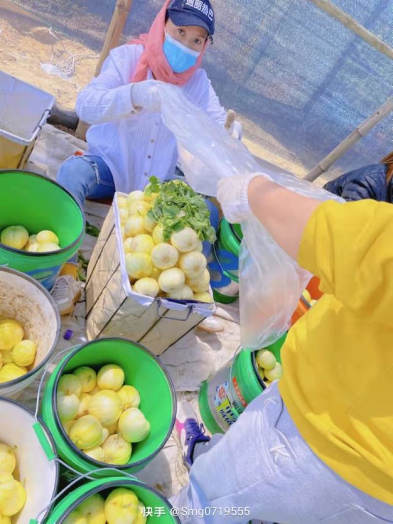 黑龙江大庆市肇州县香瓜欢迎大家来到采购