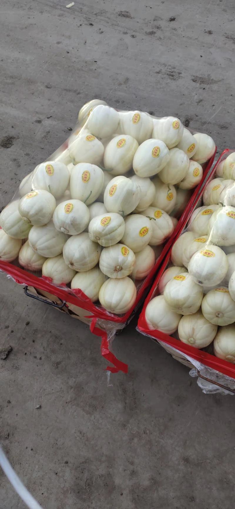 黑龙江大庆市肇州县香瓜欢迎大家来到采购