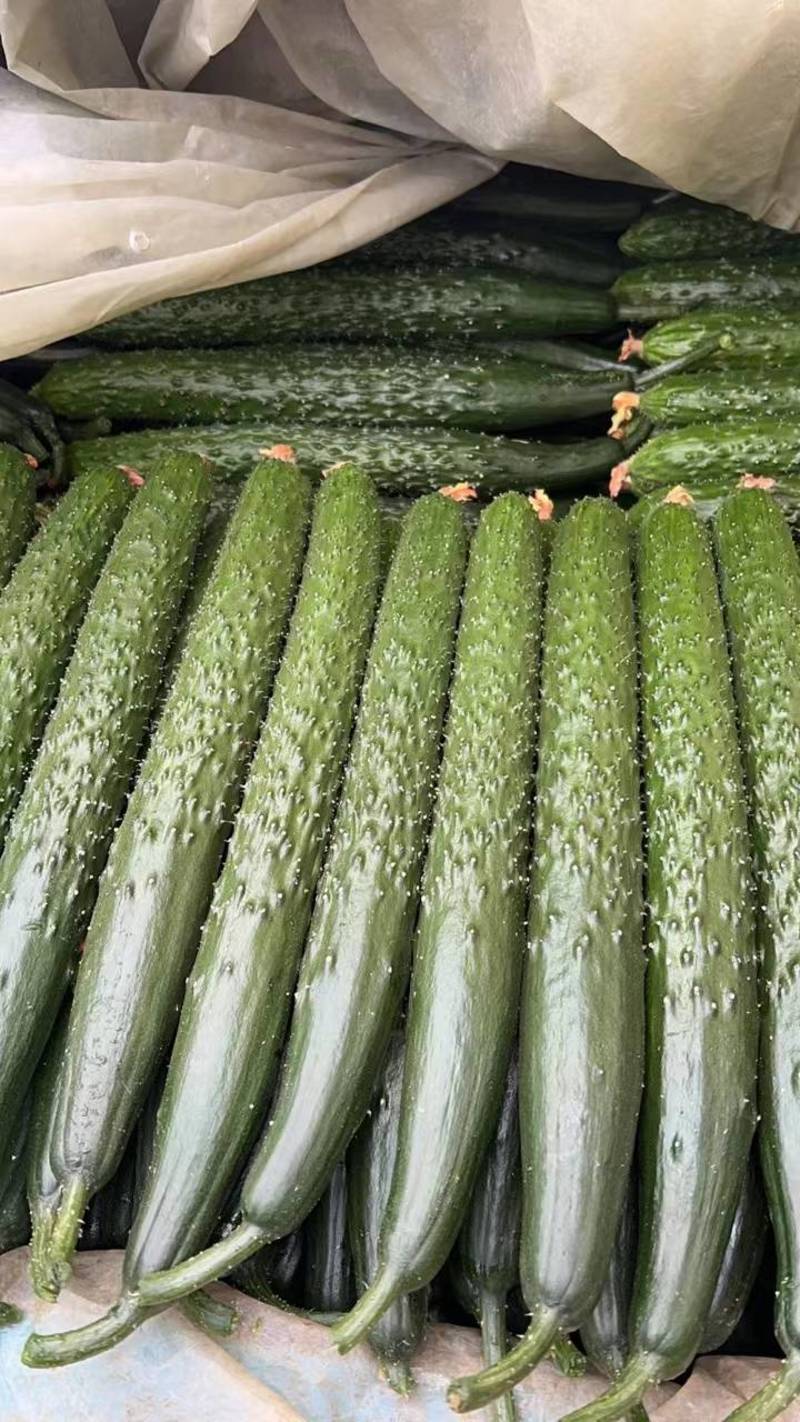密刺黄瓜大量供应，产地直销，一手货源，支持全国发货