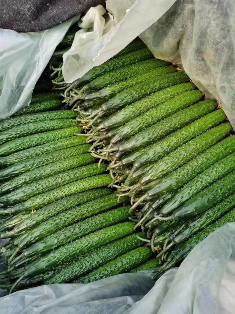 密刺黄瓜大量供应，产地直销，一手货源，支持全国发货