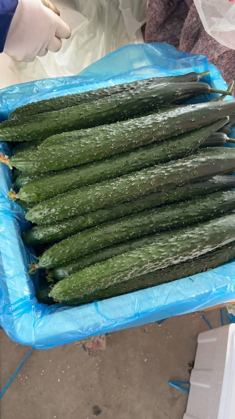 密刺黄瓜大量供应，产地直销，一手货源，支持全国发货