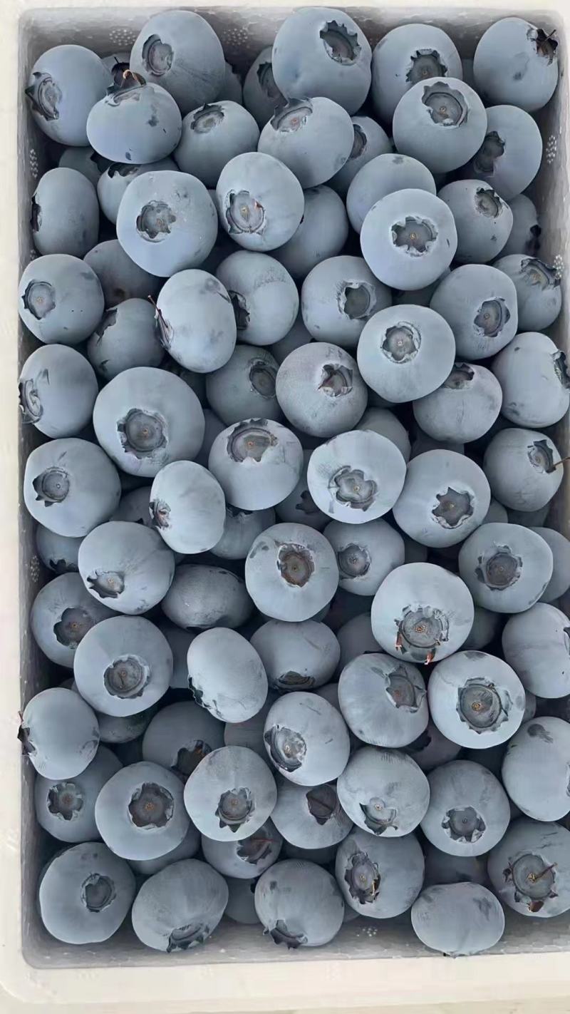 新鲜蓝莓上市！品种多价格优惠！个头大！果粉漂亮到极点！