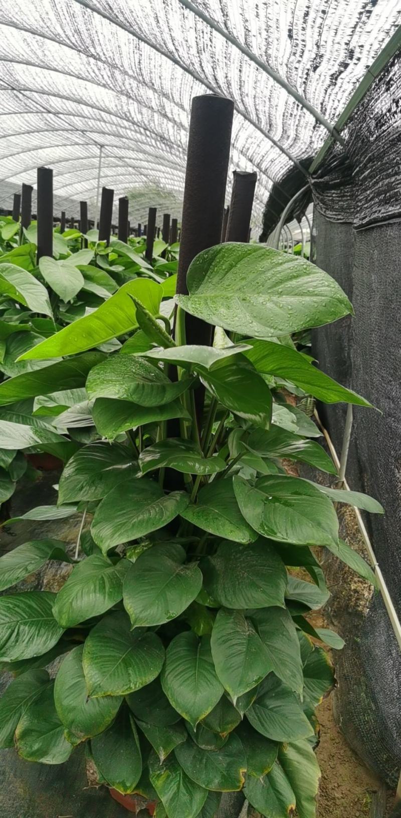 绿萝柱，大量工程货源，各种规格工程货