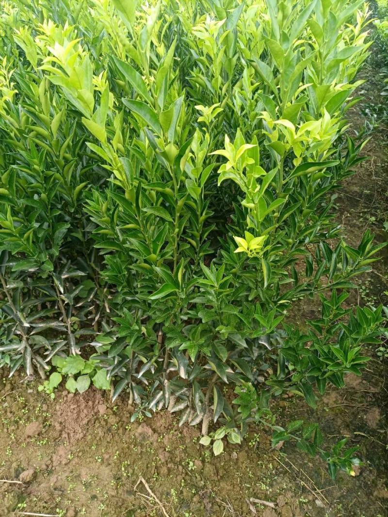 新会柑苗